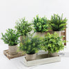 Plant Potted Eucalyptus Flower Emma