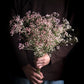 Gypsophila Flower Outdoor Garden Party Emma