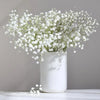 Gypsophila Flower Outdoor Garden Party Emma
