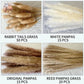 Natural Pampas Dried Flowers Bouquet Emma
