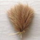 10/50pcs Pampas Grass Reed Plants color 6 Emma