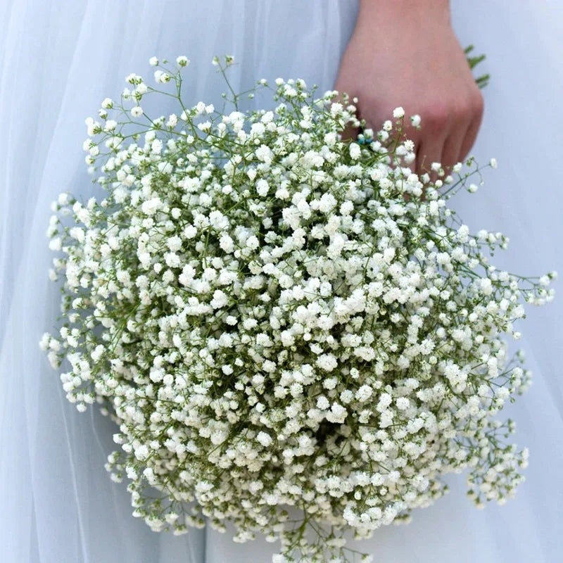 Gypsophila Flower Outdoor Garden Party Emma