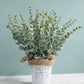 20pcs Eucalyptus Stems Leaves Green Emma