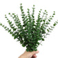 Yannew 12pcs Eucalyptus Stems Silver Emma