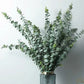 36/10pcs Eucalyptus Stems Green Leaves Emma