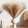 10/50pcs Pampas Grass Reed Plants Emma