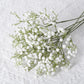 Gypsophila Flower Outdoor Garden Party Emma