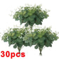 36/10pcs Eucalyptus Stems Green Leaves 30PCS-Green(B) Emma