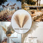 5/10/20pcs Fluffy Pampas Grass Boho Emma