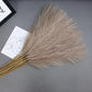 10pcs Flower Pampas Grass Plant Emma