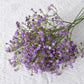 Gypsophila Flower Outdoor Garden Party purple Emma