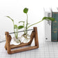 Modern Glass Vase with Wooden Stand – Hydroponic Tabletop Planter Emma