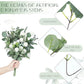 10/20/30pcs Mixed Eucalyptus Leaves Bulk Emma