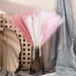10pcs Flower Pampas Grass Plant Emma