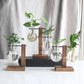 Modern Glass Vase with Wooden Stand – Hydroponic Tabletop Planter Emma