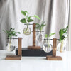 Hydroponic Plant Vases Flower Pot Emma