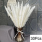 Natural Pampas Dried Flowers Bouquet M-30PCS Emma