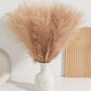 10/50pcs Pampas Grass Reed Plants Emma