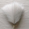 10/50pcs Pampas Grass Reed Plants color 1 Emma