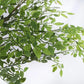 Green Plant 100cm Eucalyptus Leaf Emma