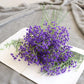 108 Head Flower Baby's Breath Emma