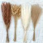 Natural Pampas Dried Flowers Bouquet Emma